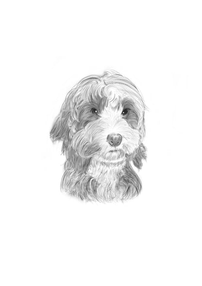 Blanco y Negro Lápiz